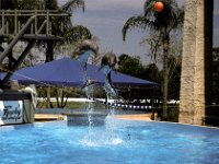Florida - Tampa - Busch Gardens - Dolphins 4